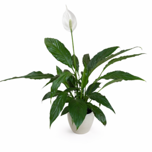 SPATHIPHYLLUM, 50 cm
