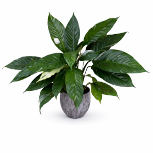 SPATHIPHYLLUM Diamod