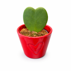 Hoya Kerri (Srdiečková rastlina)